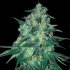 JEKYLL PASSION (Samsara Seeds)