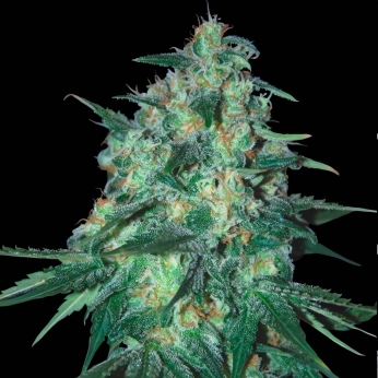 JEKYLL PASSION (Samsara Seeds)
