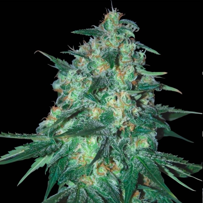 JEKYLL PASSION (Samsara Seeds)