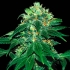 PUNKY LION (Samsara Seeds)
