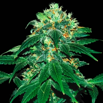 PUNKY LION (Samsara Seeds)