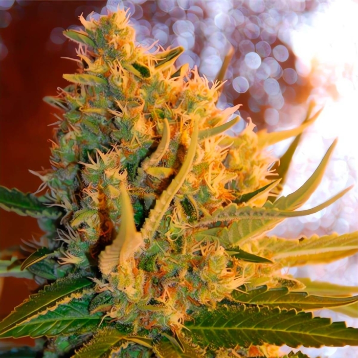 AUTO SHOT ADRENALINE (Samsara Seeds)