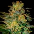 SPIRITUAL PUNK (Samsara Seeds)