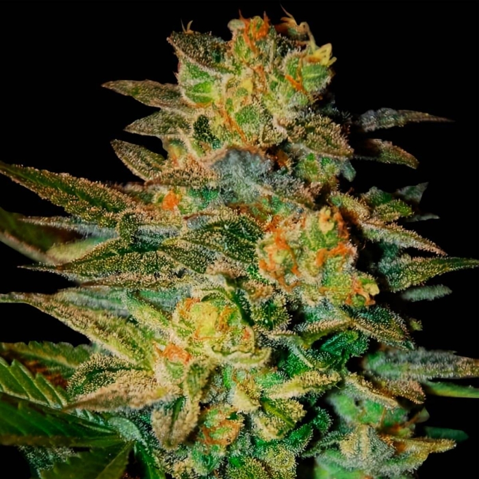 SPIRITUAL PUNK (Samsara Seeds)