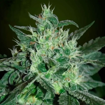 SPICY WHITE DEVIL (Samsara Seeds)