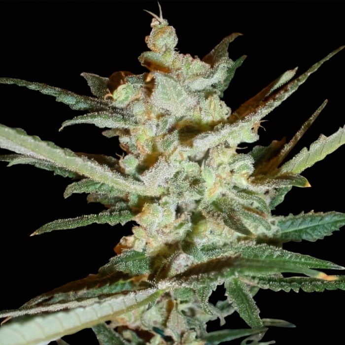 AUTO SUPERSONIC CRISTAL STORM (Samsara Seeds)