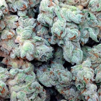 SWEET BLACK ANGEL (Samsara Seeds)