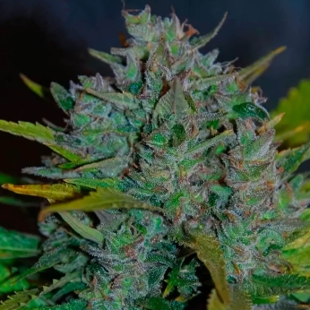 AUTO ULTRAVIOLET (Samsara Seeds)