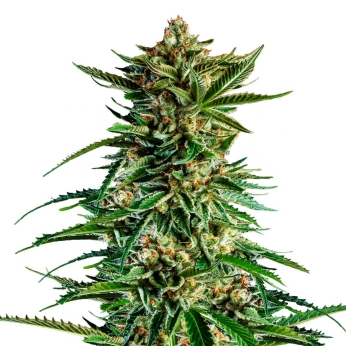 7TH WAVE (Super Strains Seeds)