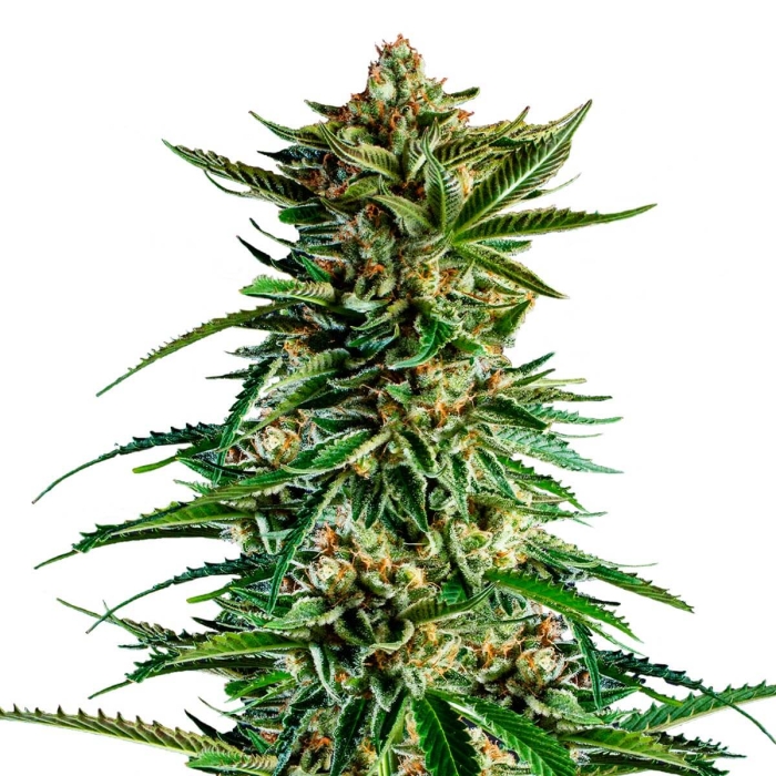 7TH WAVE (Super Strains Seeds)