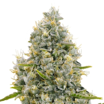 AGARTHA CBD (Super Strains Seeds)