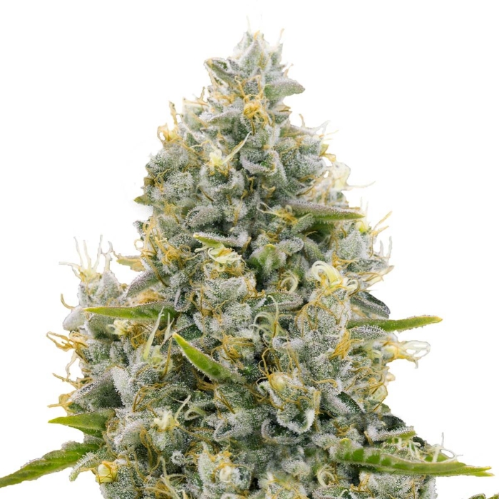 AGARTHA CBD (Super Strains Seeds)