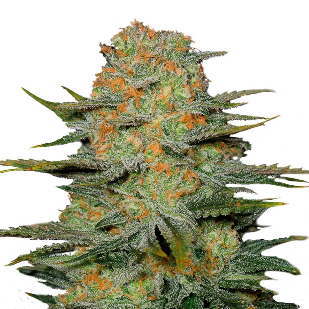 AMAJIKOYM (Super Strains Seeds)