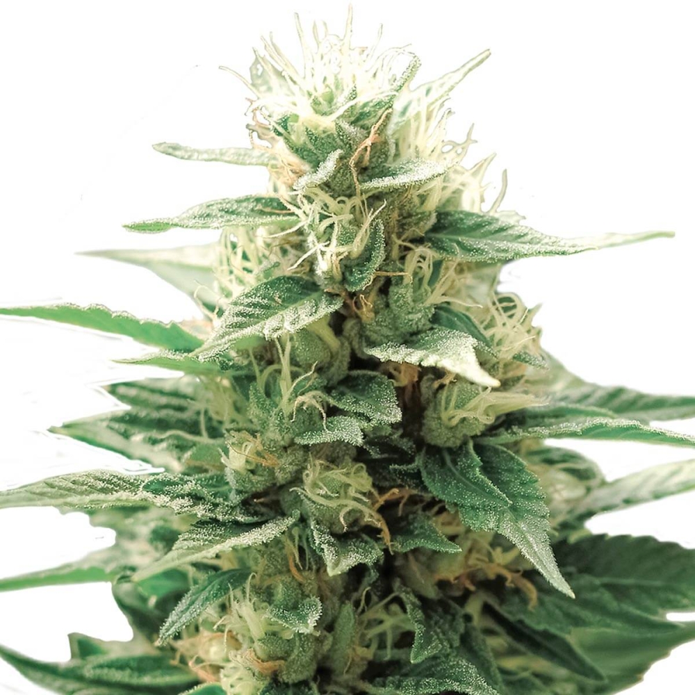 AUTOMATIC FINI (Super Strains Seeds)