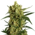 CRACKERS (Super Strains Seeds)