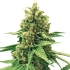 AUTO DFA (Super Strains Seeds)