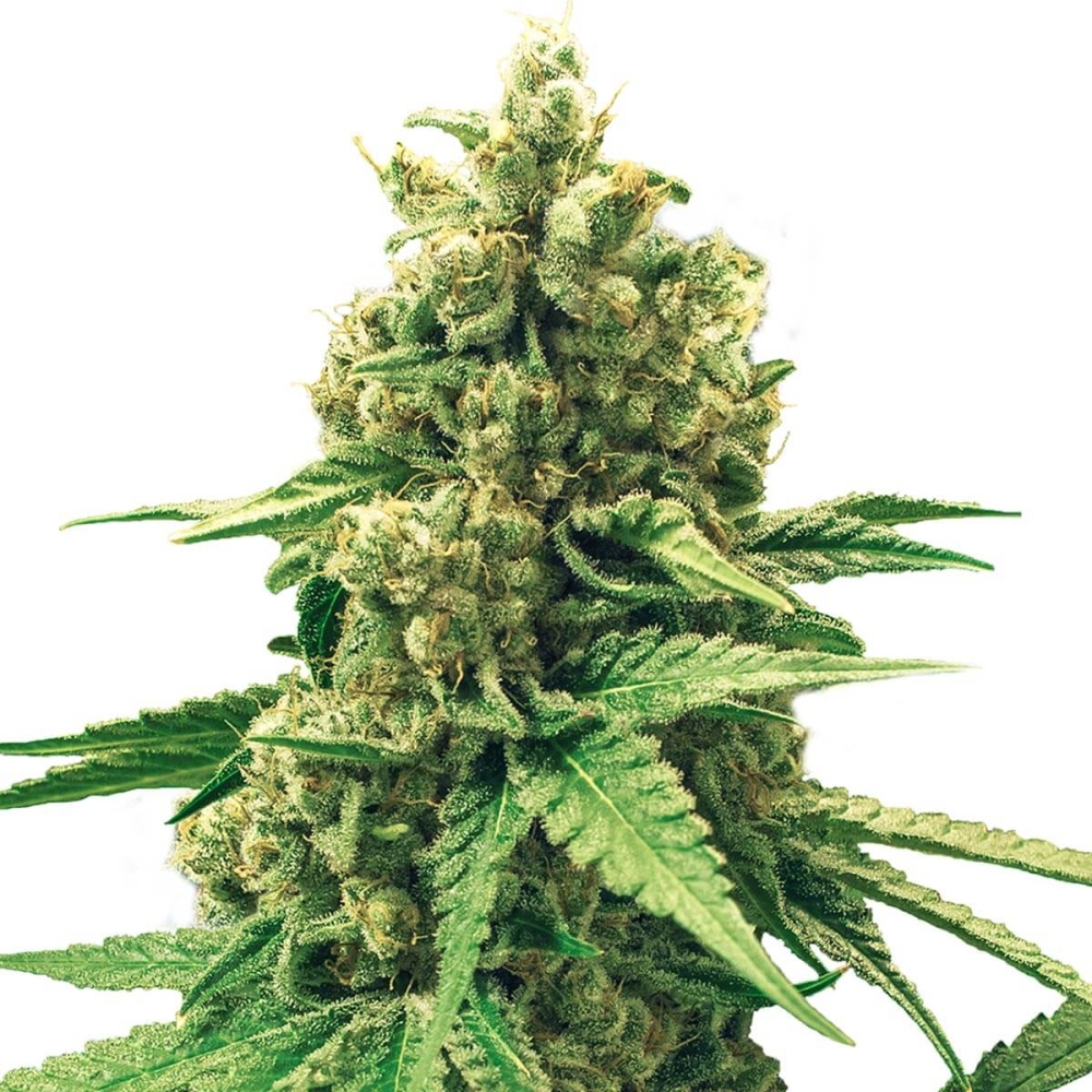 AUTO DFA (Super Strains Seeds)