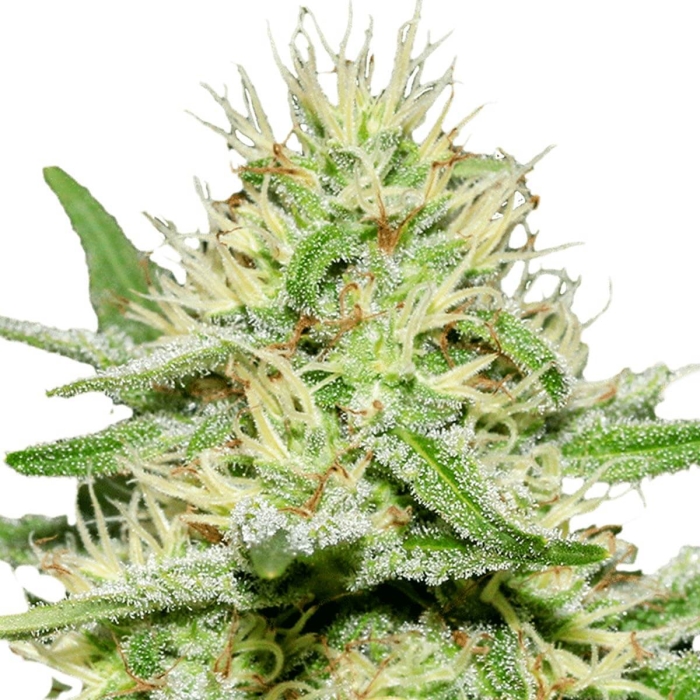 ENEMY'S DREAM (Super Srains Seeds)
