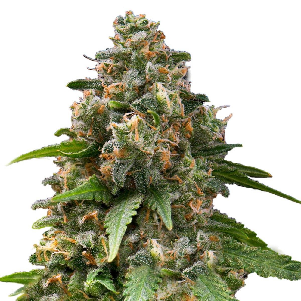ENEMY OF THE STATE (Super Strains Seeds)
