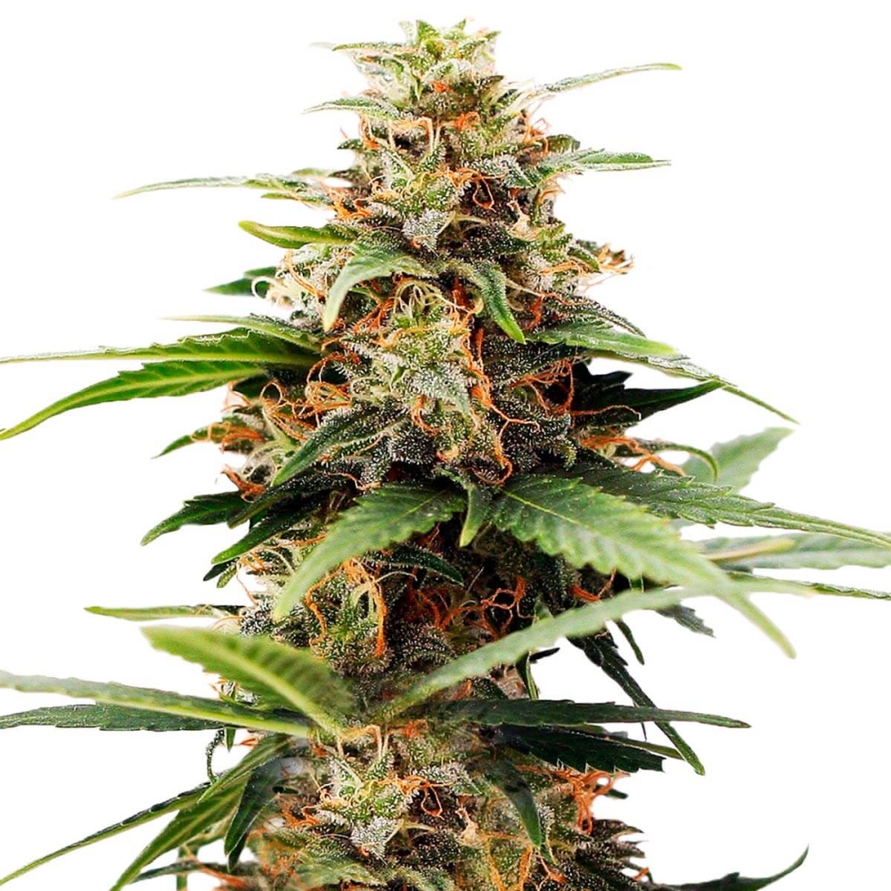 HERMANA DE LA NOCHE (Super Strains Seeds)