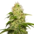 LA JEFA (Super Strains Seeds)