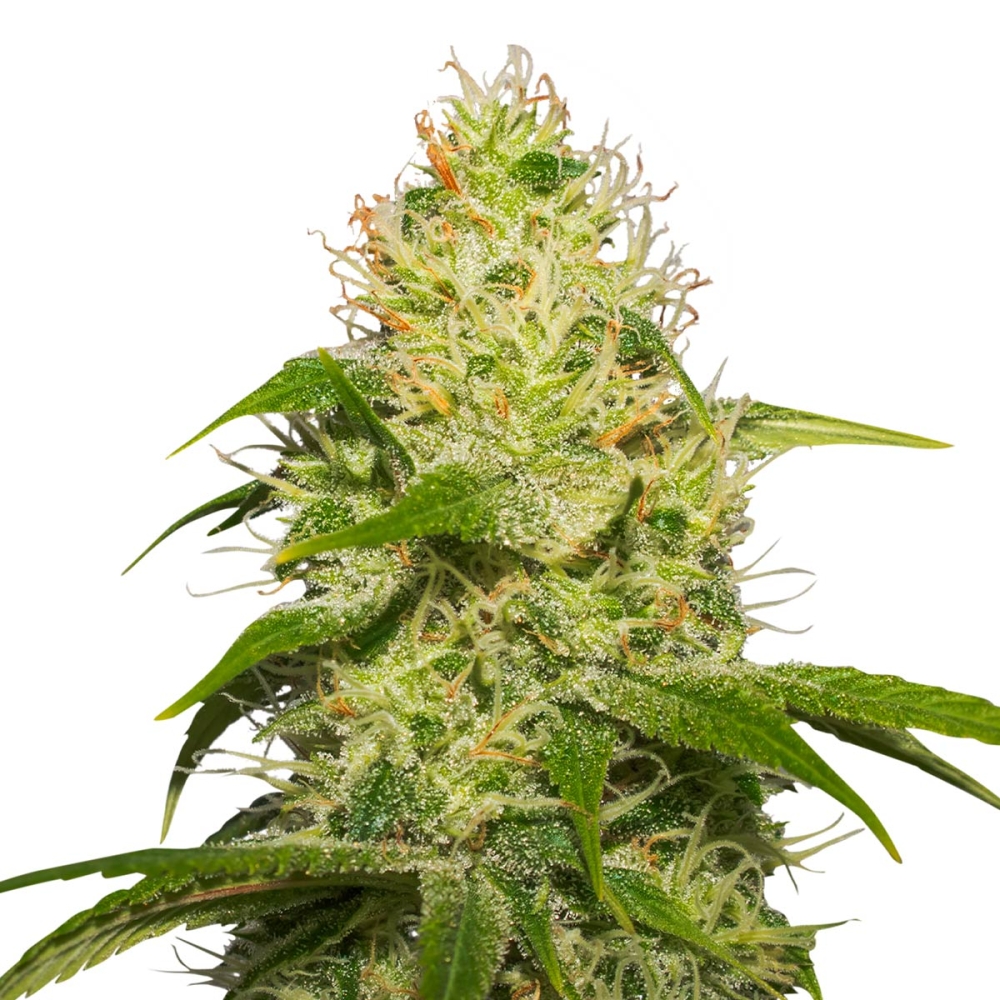 LA JEFA (Super Strains Seeds)