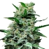 MEXICAN CANDY (Super Strains Seeds)