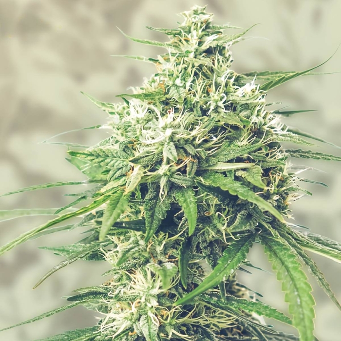 SAGA CBD (Super Strains Seeds)