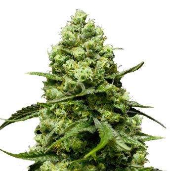AUTO TURING (Super Strains Seeds)