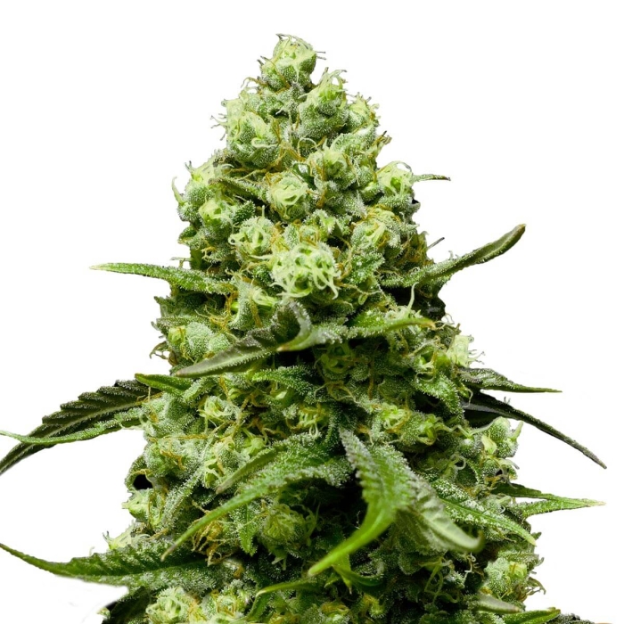 AUTO TURING (Super Strains Seeds)