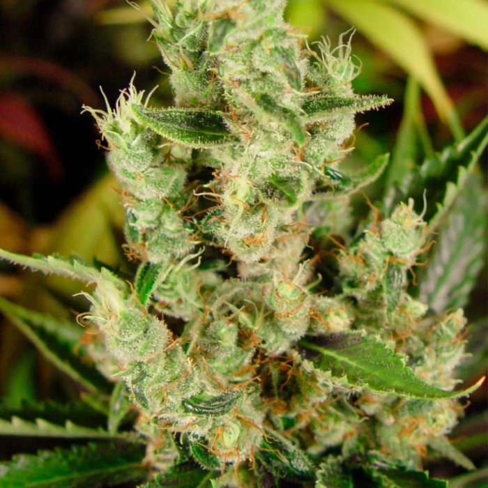 AMNESIA HAZE (Soma Seeds)