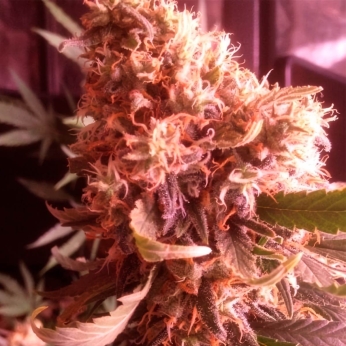 AMNESIA HAZE (Soma Seeds)