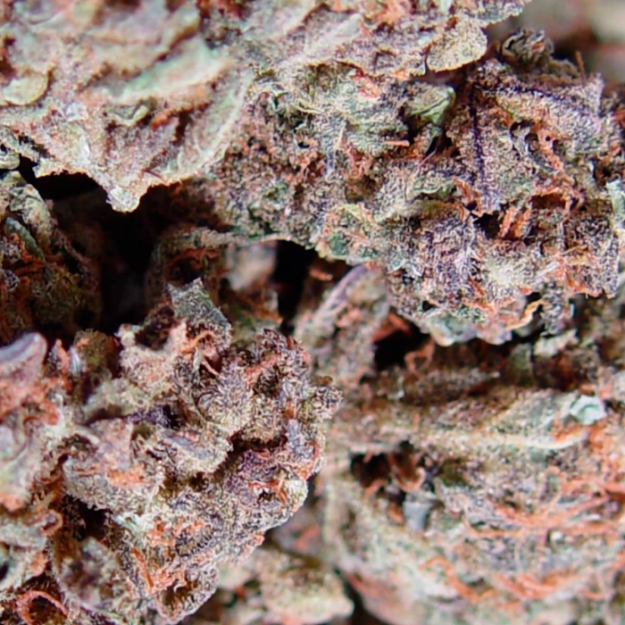 AMNESIA HAZE (Soma Seeds)