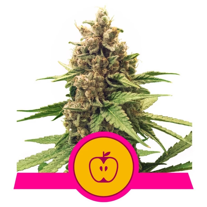 APPLE FRITTER (Royal Queen Seeds)