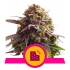 BISCOTTI (Royal Queen Seeds)