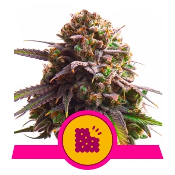 BISCOTTI (Royal Queen Seeds)