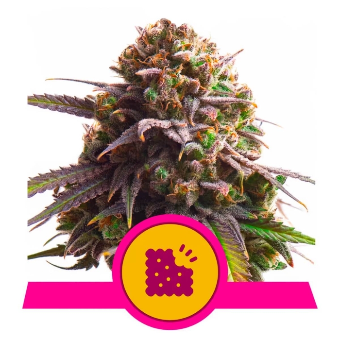 BISCOTTI (Royal Queen Seeds)