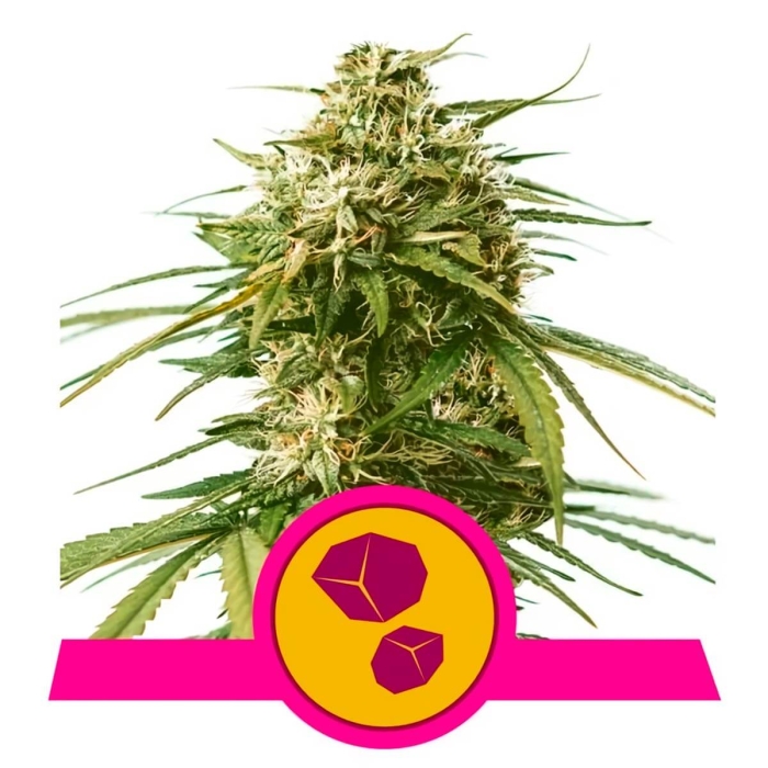 GUSHERS (Royal Queen Seeds)