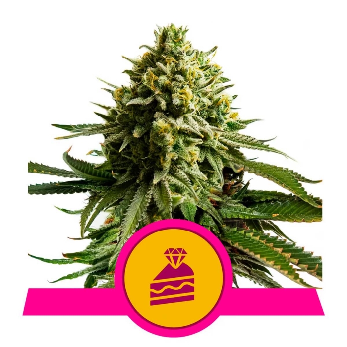 WEDDING CAKE (Royal Queen Seeds)