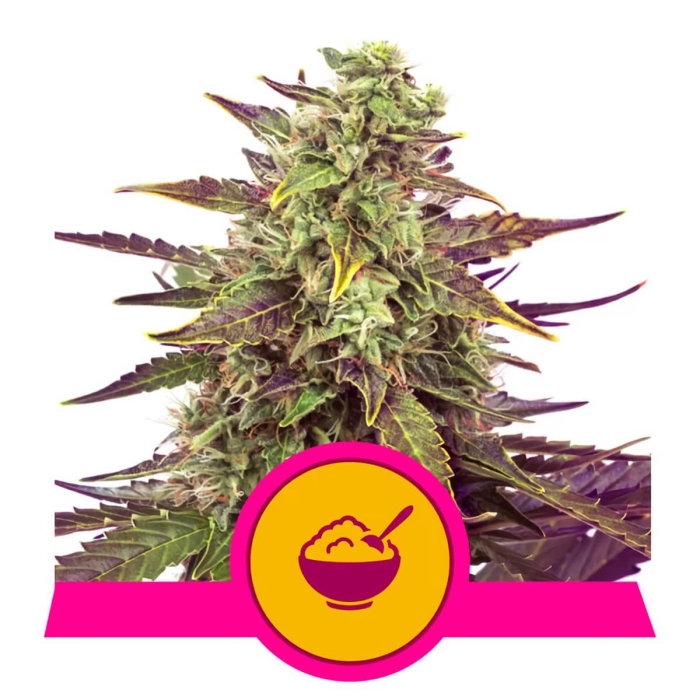 CEREAL MILK (Royal Queen Seeds)