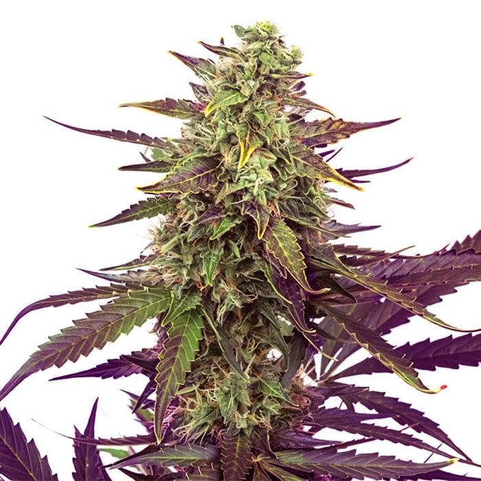 CEREAL MILK (Royal Queen Seeds)