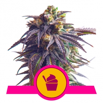 SUNDAE DRIVER (Royal Queen Seeds)