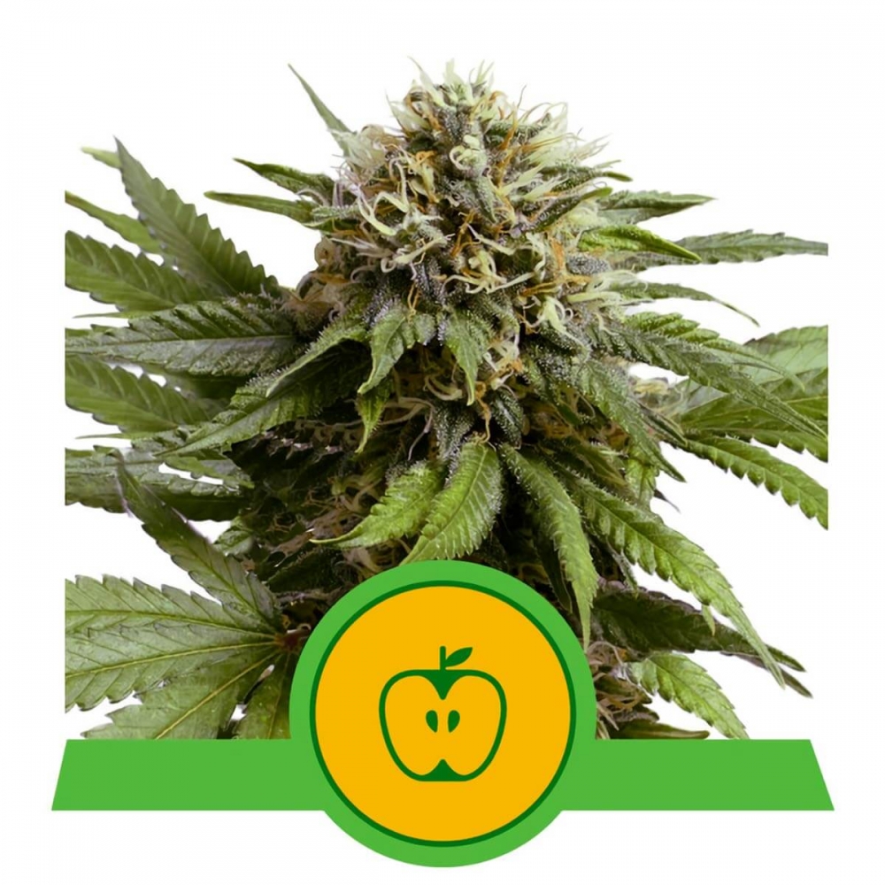 AUTO APPLE FRITTER (Royal Queen Seeds)