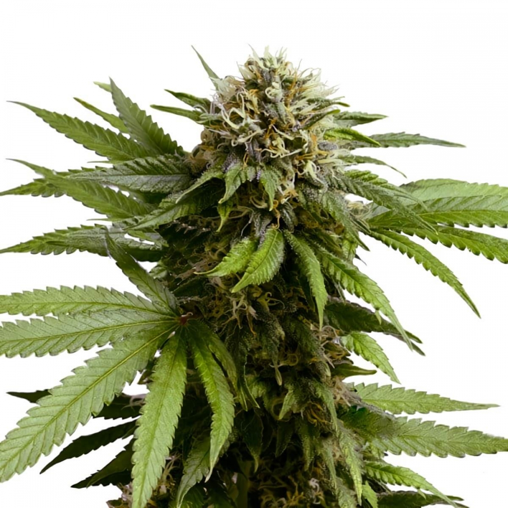 AUTO APPLE FRITTER (Royal Queen Seeds)