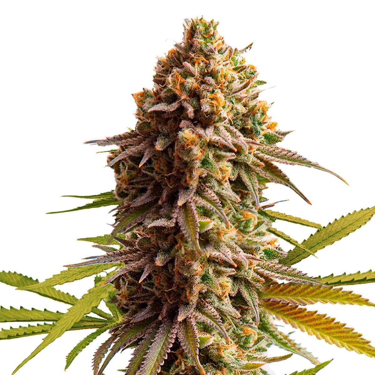 Neutralizador de olor de marihuana - Royal Queen Seeds