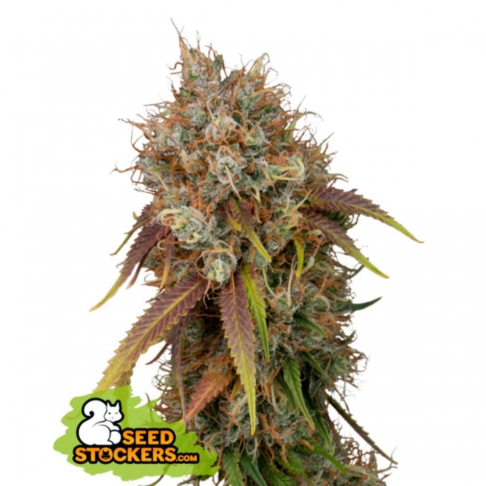 BLACK RAINBOW (Seedstockers)