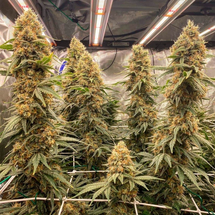Cultivo de Green Poison de Sweet Seeds