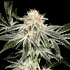 Semillas de Marihuana WHITE WIDOW (Green House Seeds)