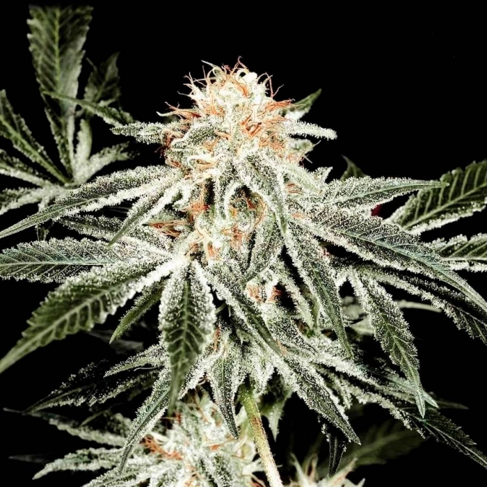 Semillas de Marihuana WHITE WIDOW (Green House Seeds)