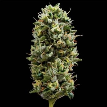 SNACK PACK (DNA Genetics)